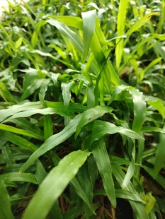 翠绿茂盛的新鲜绿色植物