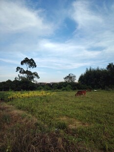 田园风光中的开阔草地