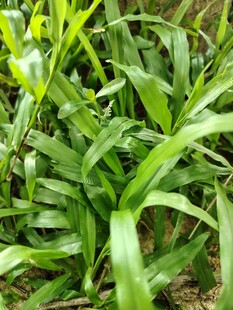 翠绿茂盛的丛生绿色植物