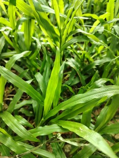 嫩绿葱郁的蓬勃植物