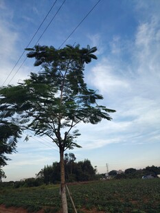 田野孤树与蓝天美景