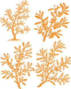 矢量橙色沙棘枝叶图案集合