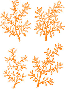 矢量橙色沙棘枝叶图案设计素材