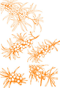 橙色沙棘线条矢