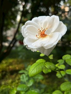 白色蔷薇绽放