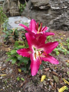 野百合花