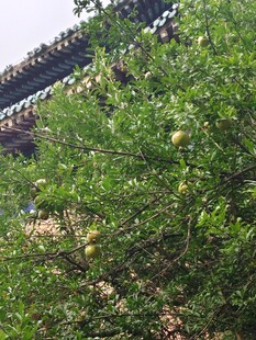 繁茂石榴果树