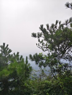 山林松景