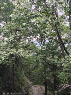 林间绿意盎然 