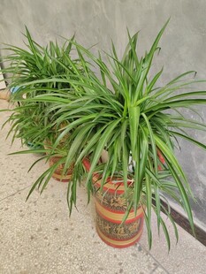 室内绿植盆栽龙须树