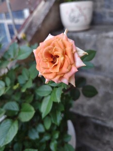一朵月季花
