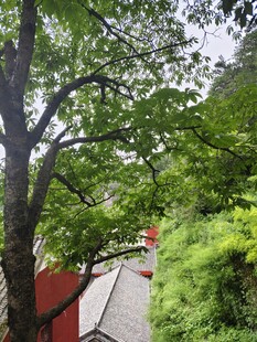 七叶树 绿荫
