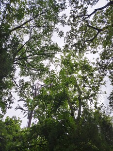 仰视茂密森林