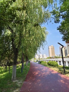 城市林荫步道