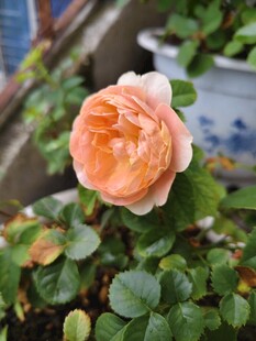 一朵月季花