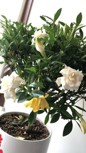 白色花卉盆栽 绿意盎然