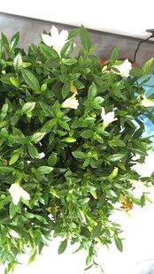 绿叶白花垂吊植物
