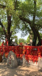 古树下祈福红绸景象