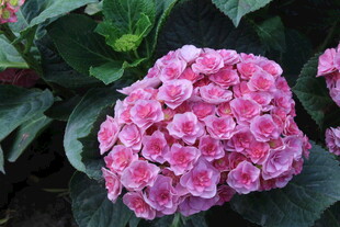 绣球花 