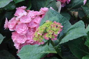 绣球花 