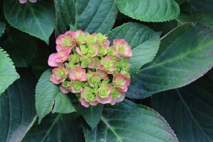 绣球花  