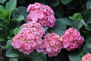 绣球花 