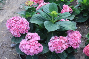 绣球花  