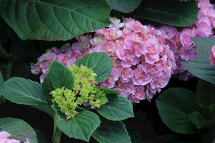 绣球花 