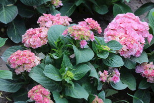 绣球花 