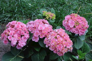 绣球花  