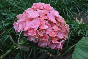 绣球花  