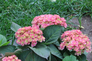 绣球花 
