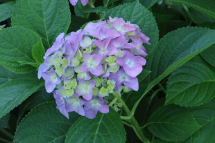 绣球花  