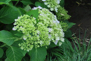 绣球花  