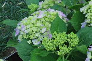 绣球花 
