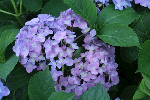 绣球花  