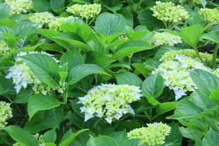 绣球花 