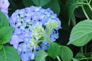 绣球花 