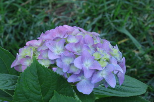 绣球花 