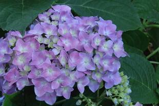 绣球花  