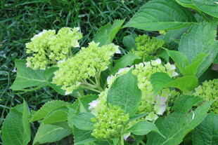绣球花 