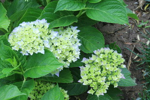 绣球花 