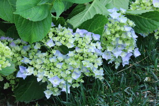 绣球花  