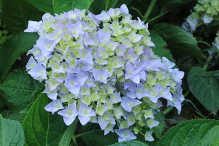 绣球花 
