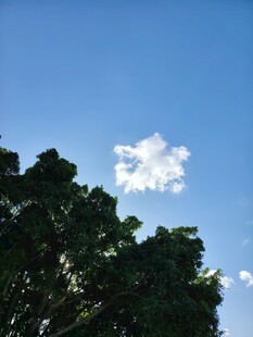 蓝天绿树间的洁白云朵