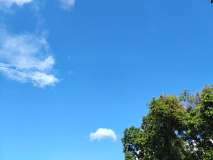 蓝天绿树间的清新景致