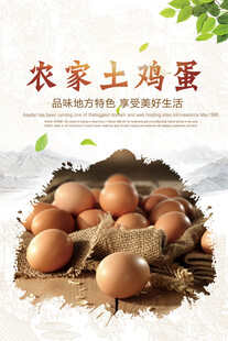 鸡蛋海报