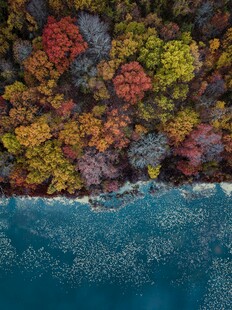 秋日湖畔多彩树林景观