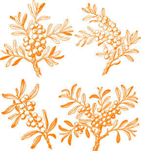 沙棘矢量手绘植物枝叶图案