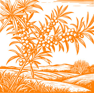 沙漠中的繁茂沙棘树